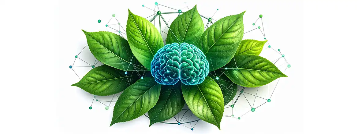 Який вплив має вживання мате? Як воно впливає на концентрацію уваги?